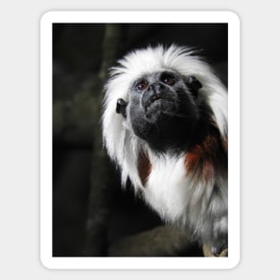 Cotton Top Tamarin Sticker